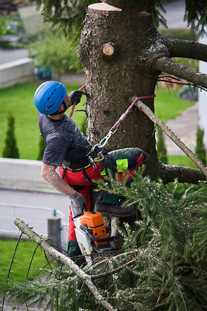 How Our Tree Care Process Works  in  Warm Springs, OR